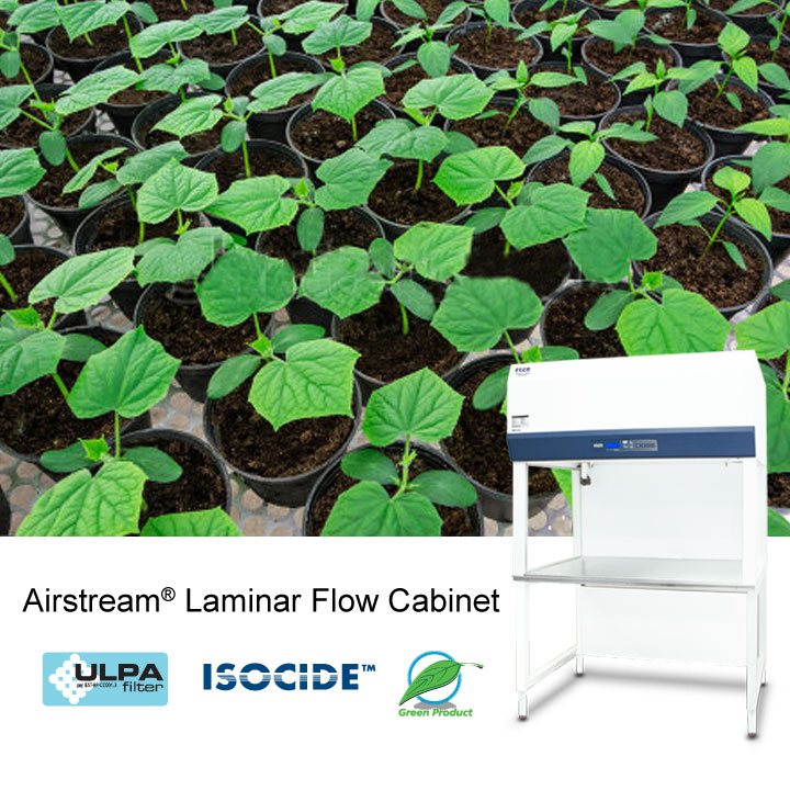 Laminar Flow Cabinets Perfect for Plant Tissue Cultures